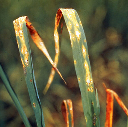 Insecticide management